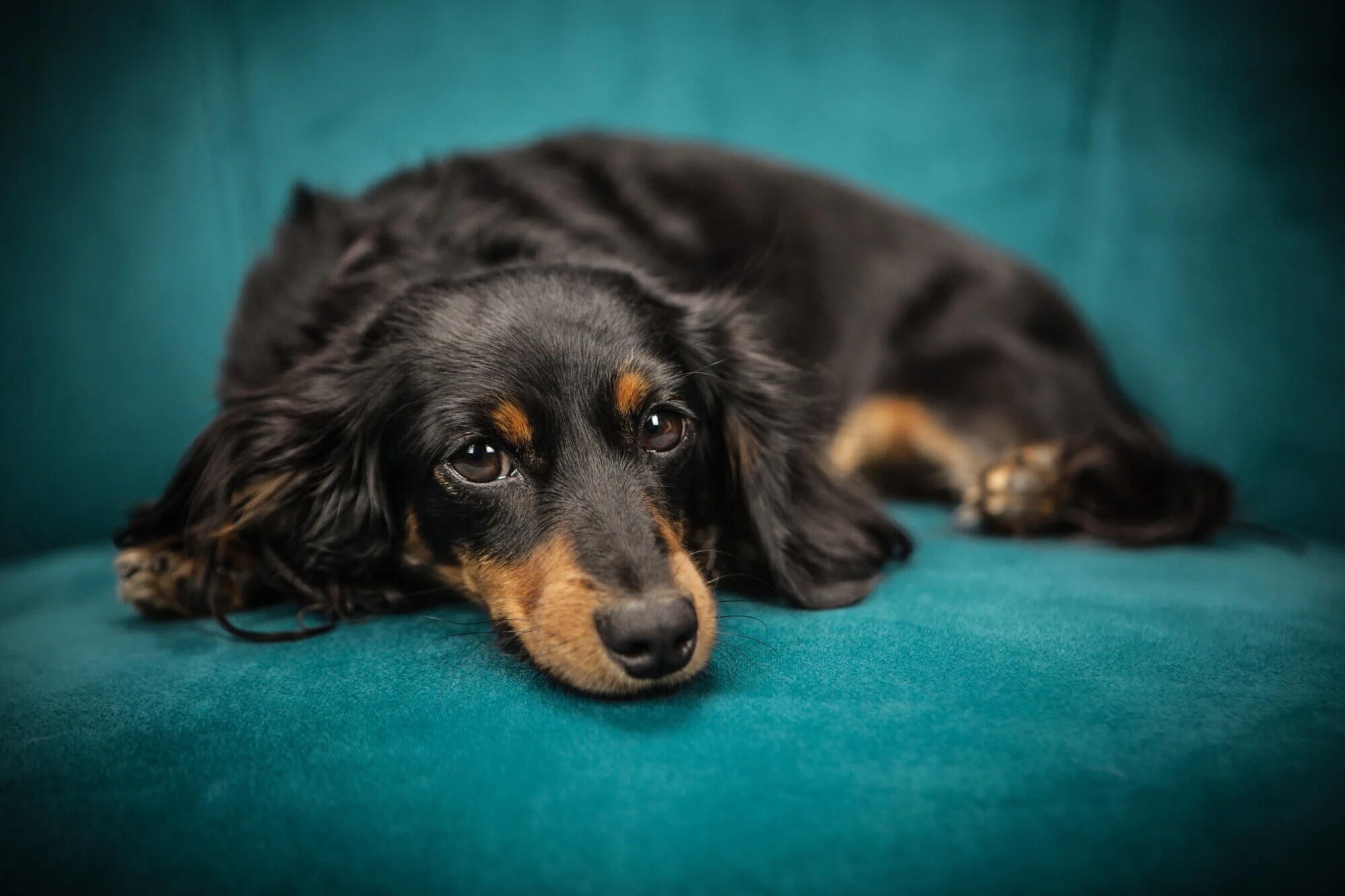 Assisted Living With Pets in Muscatine: Daily Companionship